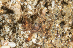 Cabangus regius