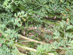 Neriene furtiva