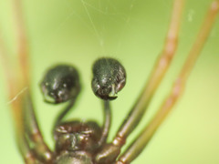 Neriene furtiva
