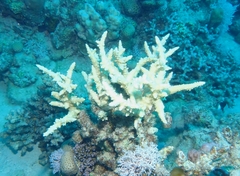 Acropora hemprichii
