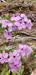 Phlox stolonifera