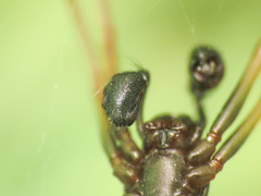 Neriene furtiva