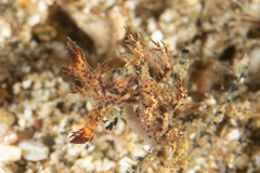 Cabangus regius