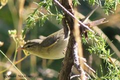 Phylloscopus trochilus
