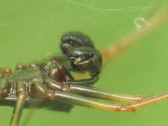 Neriene furtiva