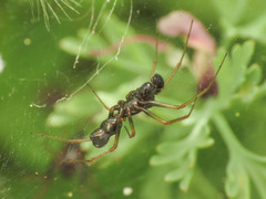 Neriene furtiva