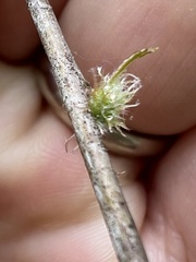 Dryocosmus floridensis