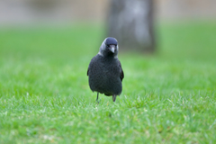 Corvus monedula monedula