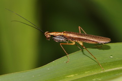 Spilomantis