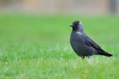 Corvus monedula monedula