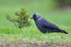 Corvus monedula