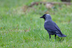 Corvus monedula
