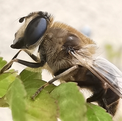 Eristalis tenax