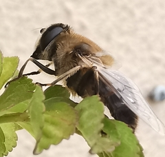 Eristalis tenax