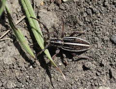 Dorcadion sareptanum