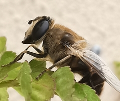 Eristalis tenax