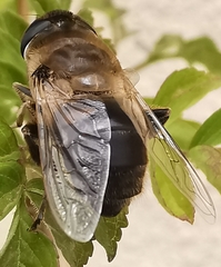 Eristalis tenax