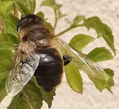 Eristalis tenax