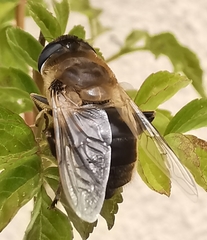 Eristalis tenax