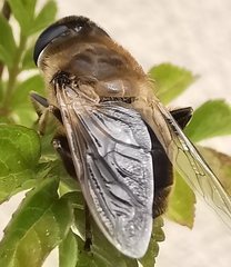 Eristalis tenax