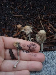 Coprinellus