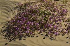 Abronia gracilis