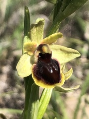 Ophrys sphegodes passionis