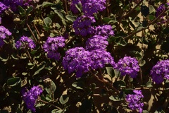 Abronia gracilis