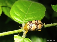 Podontia dalmani