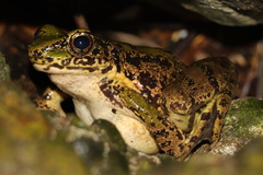 Odorrana margaretae