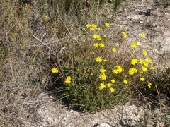 Euryops ericoides