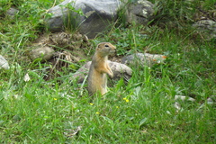 Urocitellus undulatus