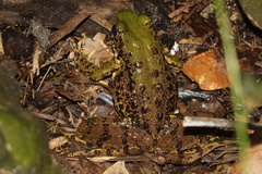 Odorrana margaretae