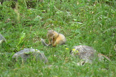 Urocitellus undulatus