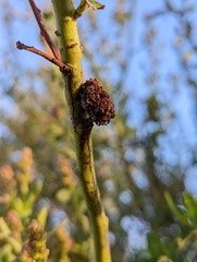 Asphondylia ceanothi