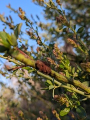 Asphondylia ceanothi