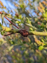 Asphondylia ceanothi