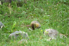 Urocitellus undulatus