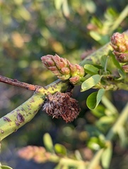 Asphondylia ceanothi