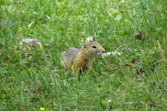Urocitellus undulatus