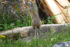 Urocitellus undulatus