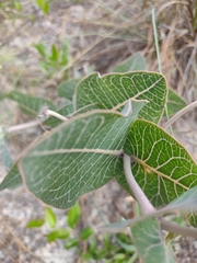 Asclepias humistrata image