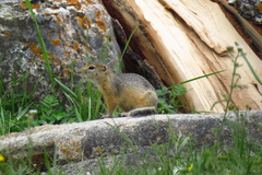 Urocitellus undulatus