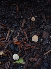 Coprinellus