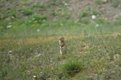 Urocitellus undulatus