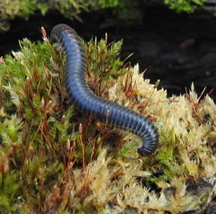 Rossiulus kessleri