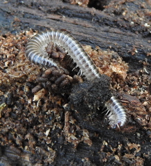 Rossiulus kessleri