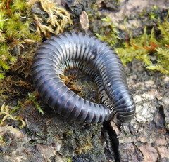 Rossiulus kessleri