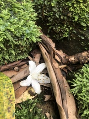 Alniphyllum pterospermum