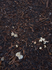 Coprinellus
